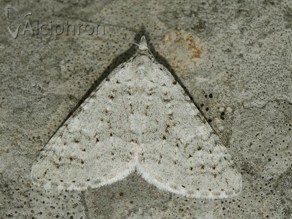 Aplocera simpliciata