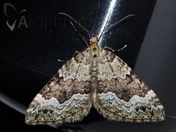 Colostygia aptata