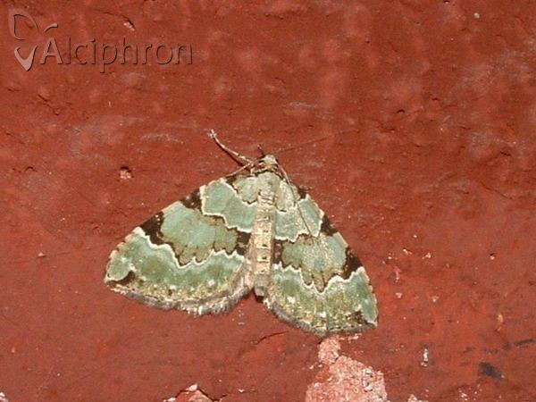 Colostygia pectinataria