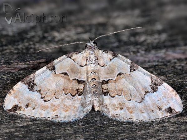 Colostygia pectinataria