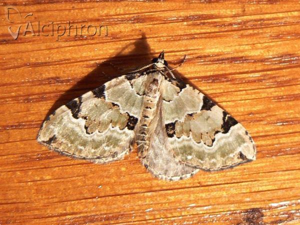 Colostygia pectinataria