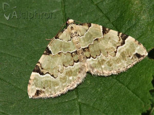 Colostygia pectinataria