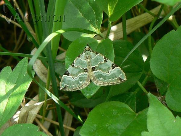 Colostygia pectinataria