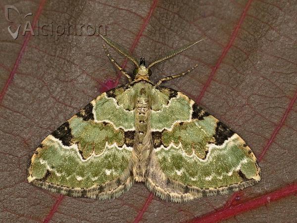 Colostygia pectinataria