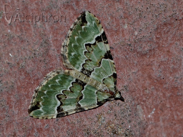 Colostygia pectinataria