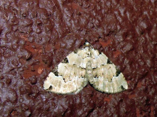 Colostygia pectinataria