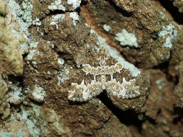 Electrophaes corylata