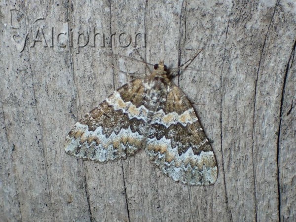 Electrophaes corylata