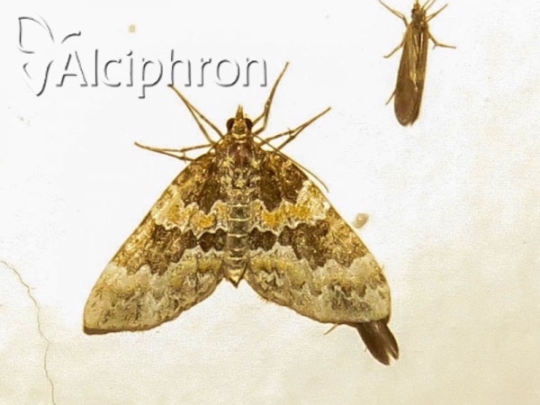 Electrophaes corylata