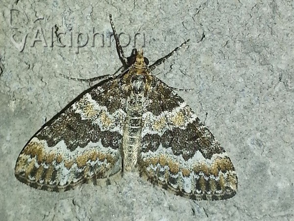 Electrophaes corylata