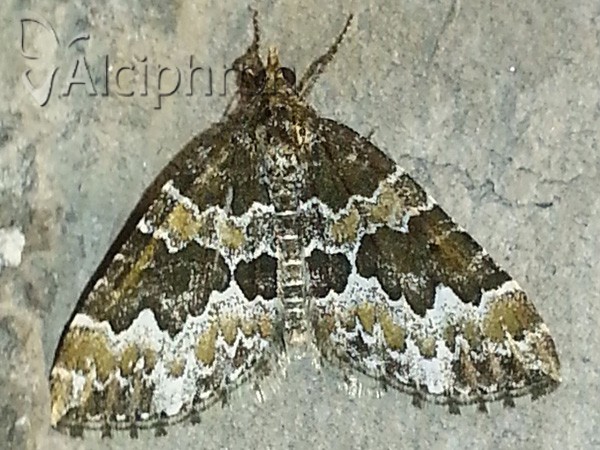 Electrophaes corylata