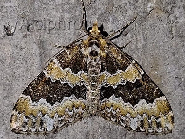 Electrophaes corylata