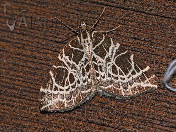 Eustroma reticulata