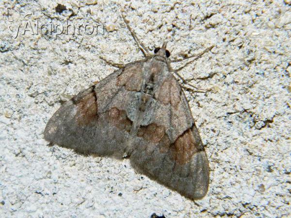 Pennithera ulicata