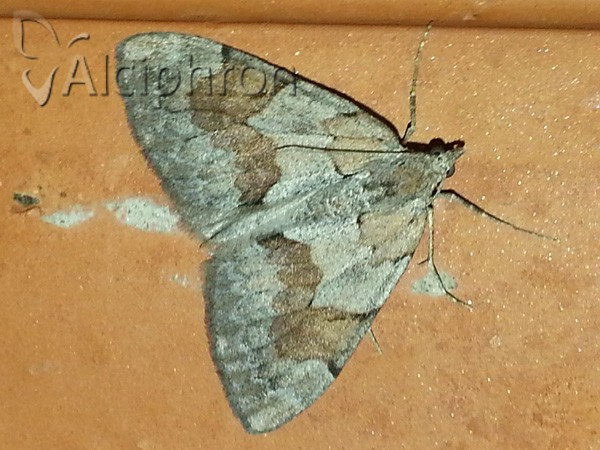 Pennithera ulicata