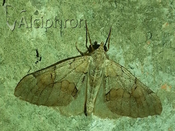 Pennithera ulicata