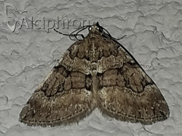 Thera cognata