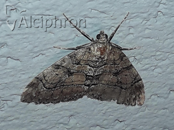 Thera cognata