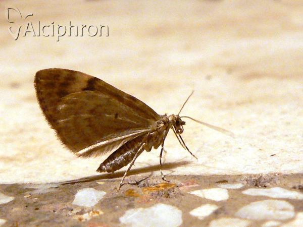 Thera variata