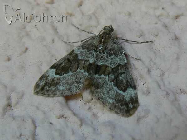 Thera variata