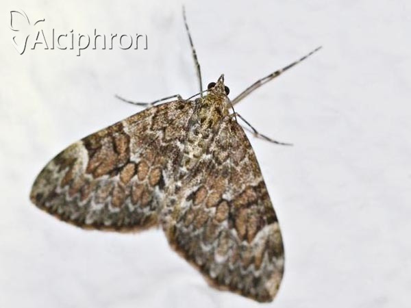 Thera variata