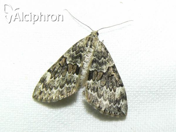 Thera britannica