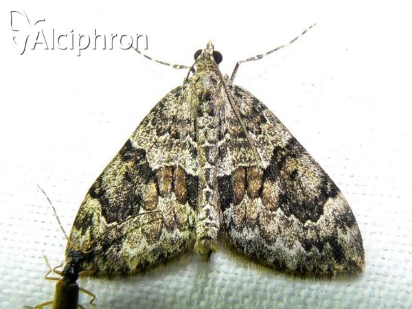 Thera britannica