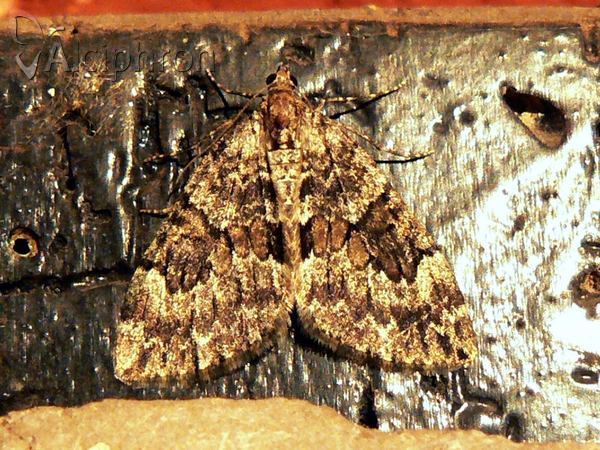 Thera britannica
