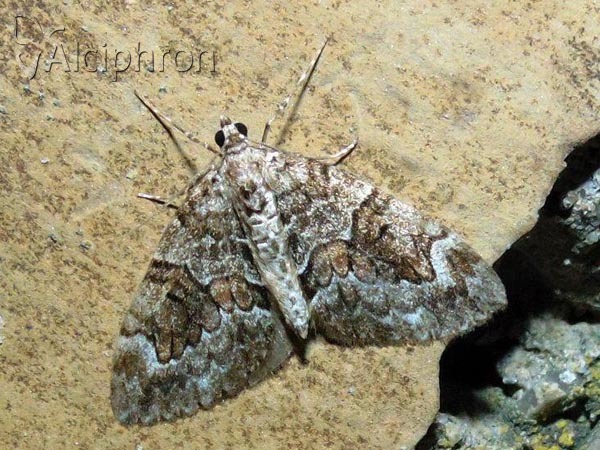 Thera britannica