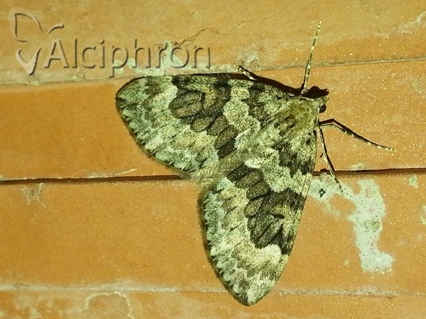 Thera britannica