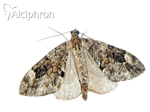 Thera obeliscata
