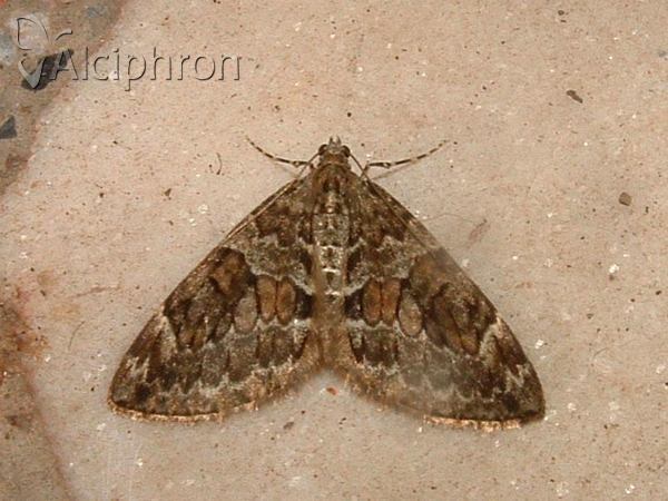 Thera obeliscata