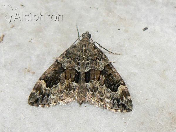 Thera obeliscata