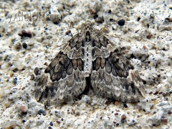 Thera obeliscata