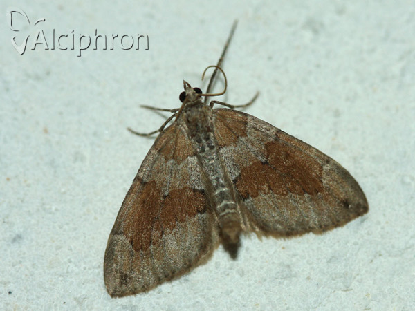Thera obeliscata
