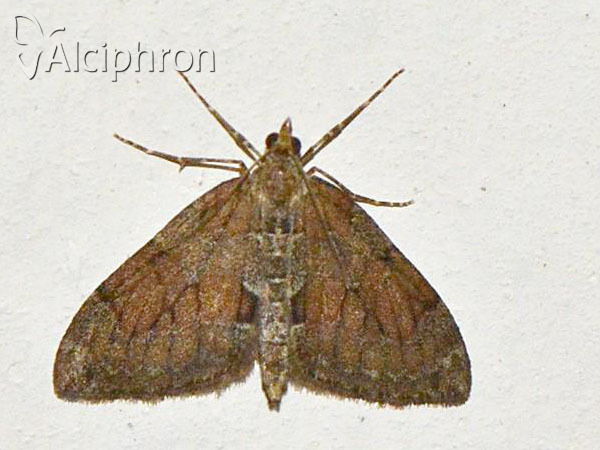 Thera obeliscata