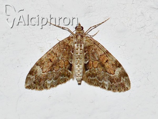 Thera obeliscata