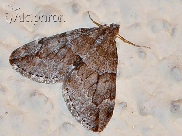 Thera juniperata
