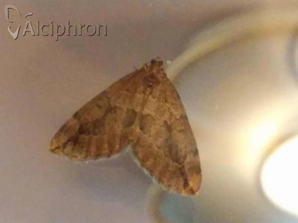 Thera juniperata