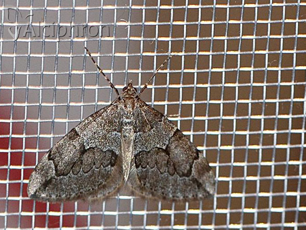 Thera juniperata