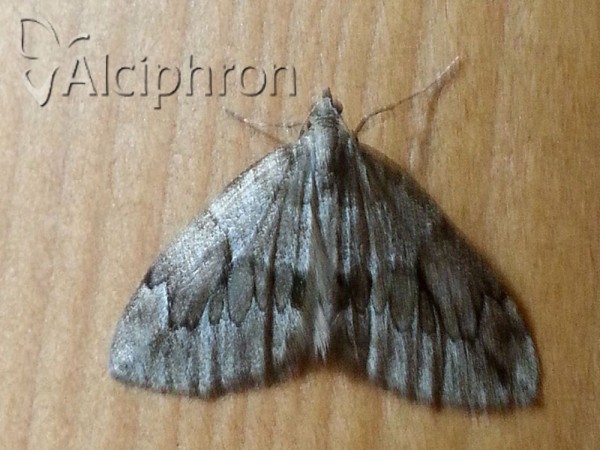 Thera juniperata