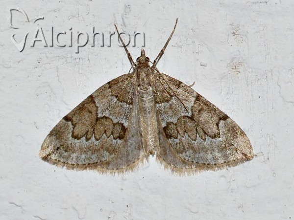 Thera juniperata