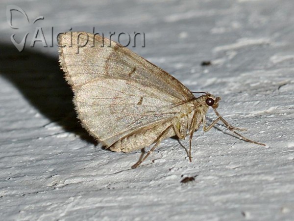 Thera juniperata