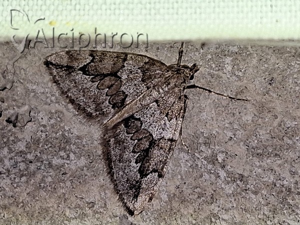 Thera juniperata