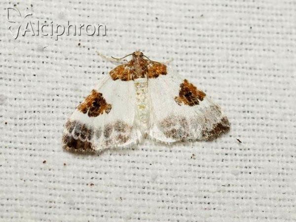 Plemyria rubiginata