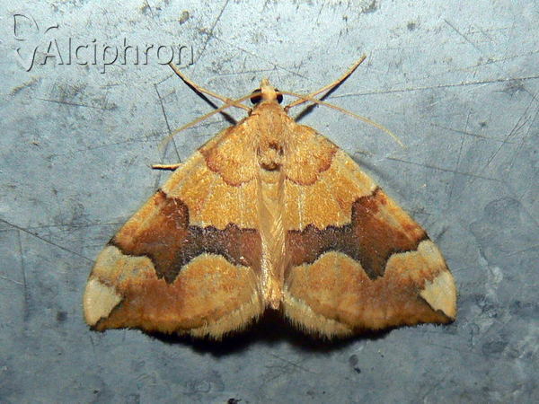 Cidaria fulvata