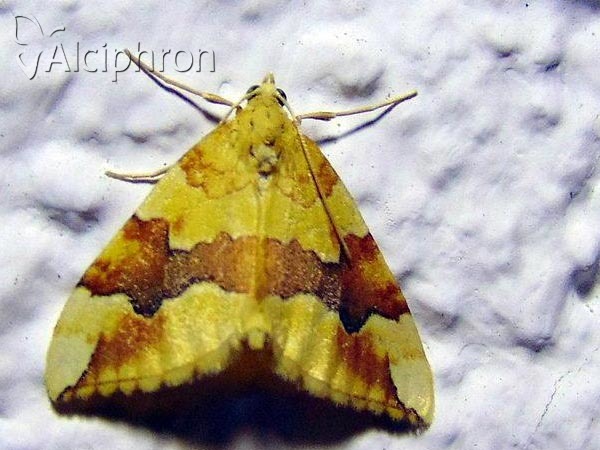 Cidaria fulvata
