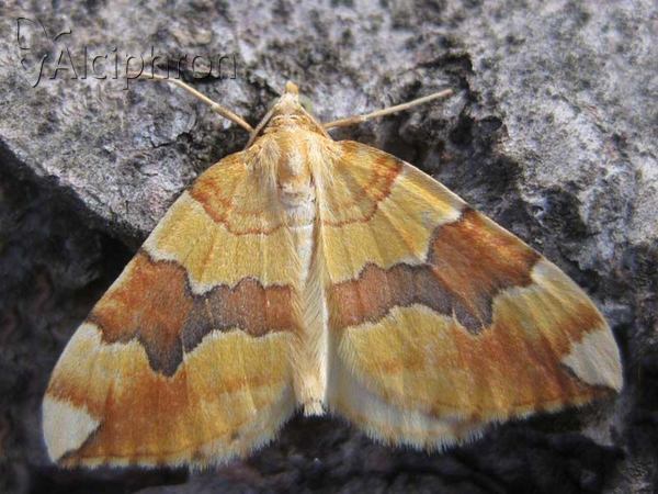 Cidaria fulvata