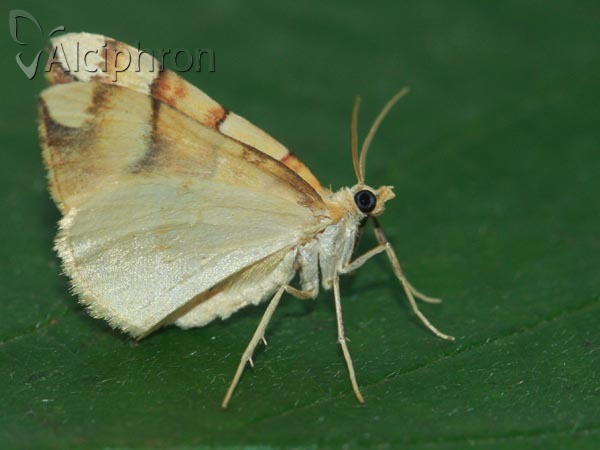 Cidaria fulvata