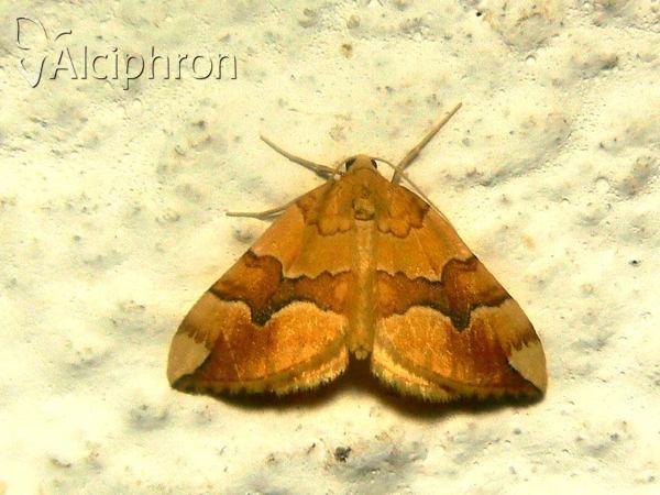 Cidaria fulvata